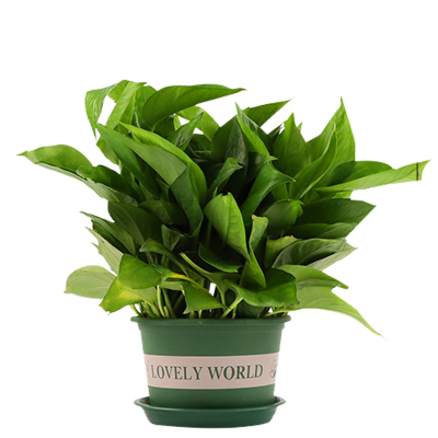 绿箩小盆栽排行榜