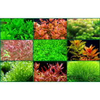 水肥料 水液肥全效高浓缩综合型肥料 水肥 营养液