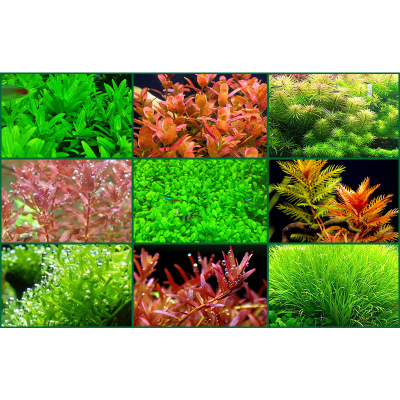 水肥料 水液肥全效高浓缩综合型肥料 水肥 营养液