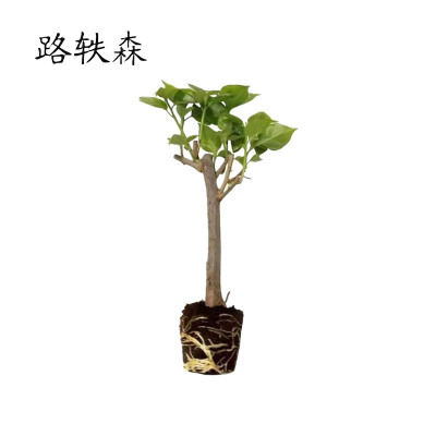 路轶森 三角梅 1m 颗