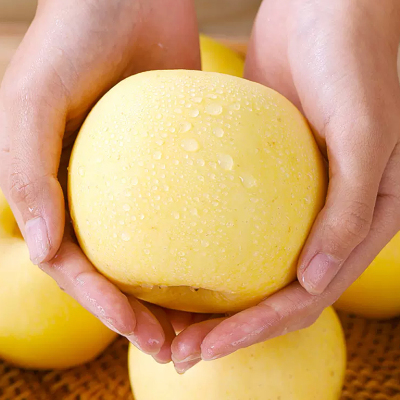 [西沛生鲜]辽宁黄元帅苹果 净重4.7斤 中果 单果75-80mm 脆甜可口