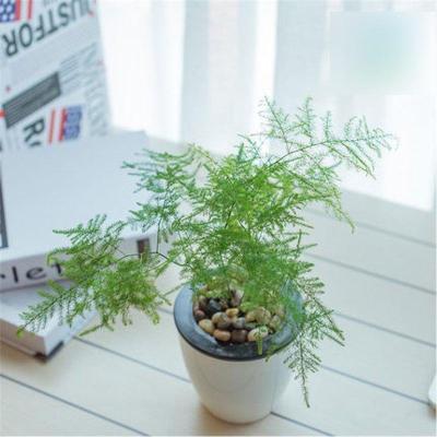 (带盆栽好)文竹植物盆栽绿植水培植物盆景阳台办公桌窗台茶几书房盆栽花卉室内自动吸水文竹绿色植物竹子绿植盆栽