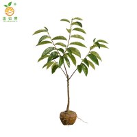 廷豪果 板栗树苗 高80-110cm 棵