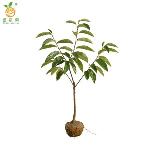 廷豪果 板栗树苗 高80-110cm 棵