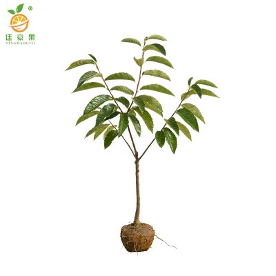 廷豪果 板栗树苗 高80-110cm 棵