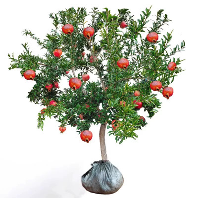 诚智旺 石榴树 直径5公分/棵