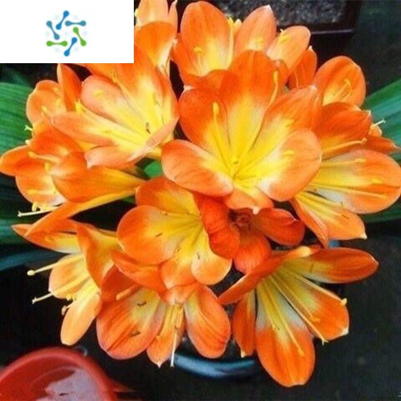 三维工匠南非君子兰盆栽花卉植物室内四季常青绿植精品君子兰花苗四季