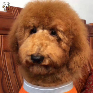 麦比佳巨型贵宾犬幼犬狗狗活体纯种大型泰迪贵宾犬幼崽红色白色黑色巨贵犬宠物狗大体泰迪熊狗包健康视频挑选