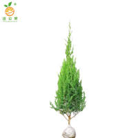 廷豪果 塔柏 90-100cm /棵