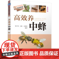 机工 高效养中蜂 张中印