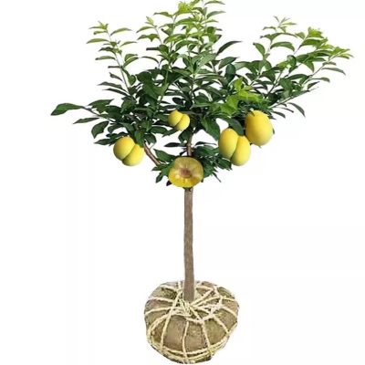 诚智旺 李子树 3年苗/棵