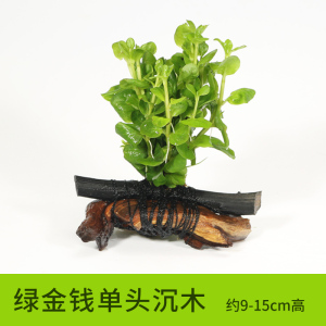 沉木水缸鱼缸装饰造景套餐小水榕类懒人新手真水椒植物