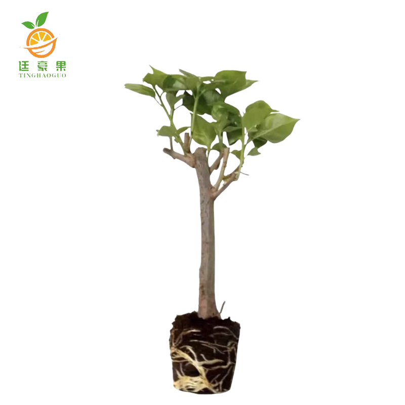 廷豪果 三角梅 0.8m /根