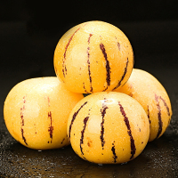 [西沛生鲜]云南特产石林人参果 净重3斤 特大果 单果90-110g 熟果 香甜可口 新鲜应季水果