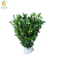 廷豪果 冬青树苗 高40cm /棵