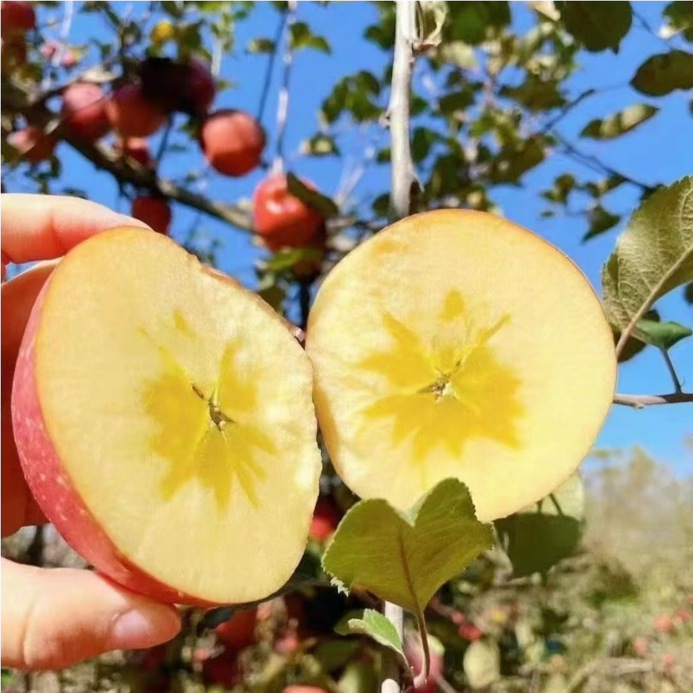 三峡高山果园基地冰糖心苹果8斤大果80-85MM/箱