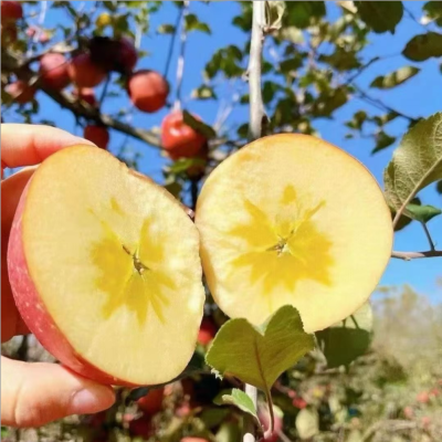 三峡高山果园基地冰糖心苹果8斤大果80-85MM/箱