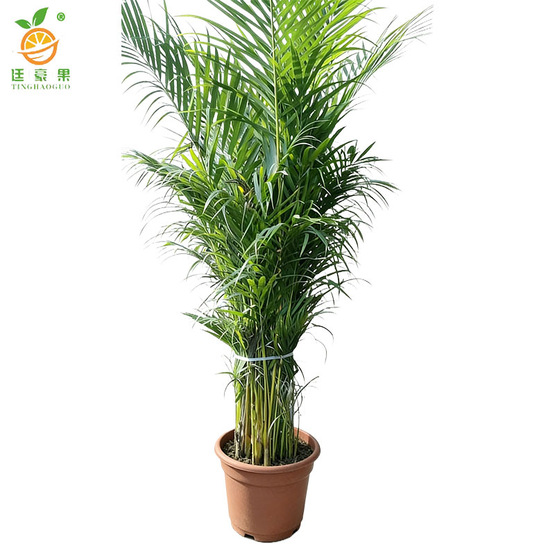 廷豪果 凤尾竹盆栽高2m左右 盆