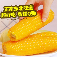 肇玉 黄糯玉米 3.84斤(240g*8根) 东北甜黏玉米棒 早餐苞米 真空包装