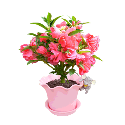 津沽园艺亲子种植凤仙花套装含盆土种子春季播种凤仙花种子套装1套