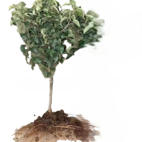 御恒泰 金香蕉苹果树 8-10公分 棵