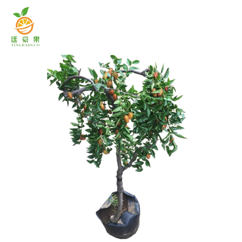 廷豪果 软枣树 3年生(高1.5m) /颗