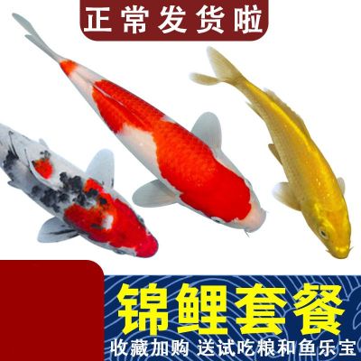 享弗锦鲤鱼观赏鱼淡水鱼冷水鱼金鱼锦鲤活鱼鱼苗大正红白金水族世界