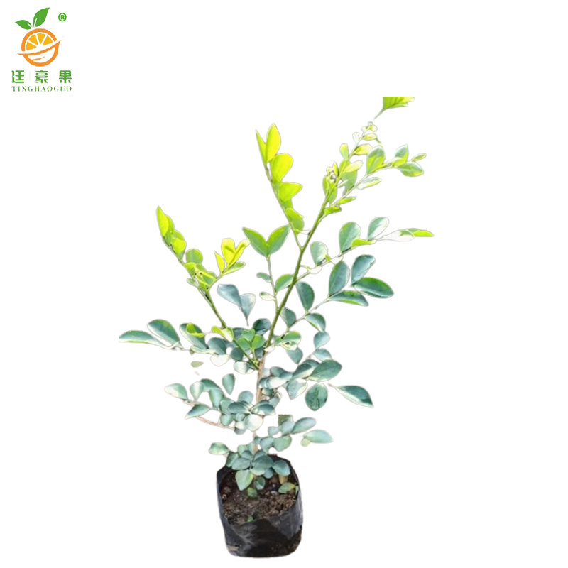 廷豪果 九里香 高40-50cm /棵