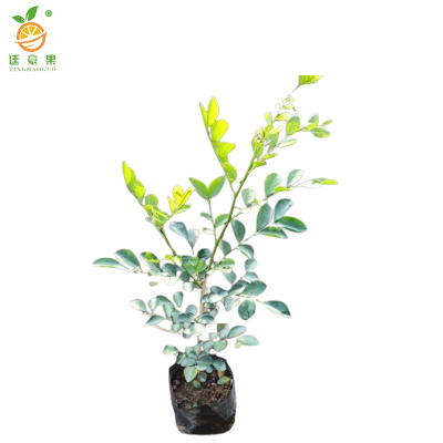 廷豪果 九里香 高40-50cm /棵