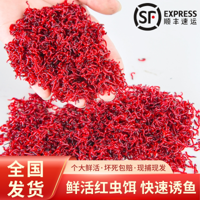  红虫活饵鲜活特大黑坑拉饵小虫蚯蚓活体秋冬野钓黑头公虫鲫鱼饵料