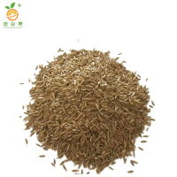 廷豪果 矮生百慕大草籽 绿化草坪种子 净籽 /千克