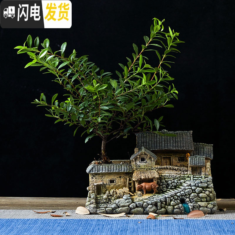 景观多肉植物摆件个性室内盆栽禅意盆景装饰品 农家小院-小-刺楠套餐