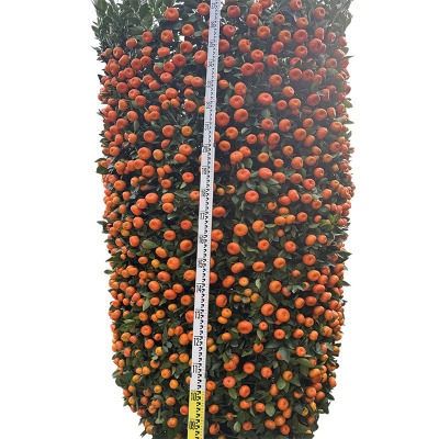 海铁科技朱砂桔90#/棵