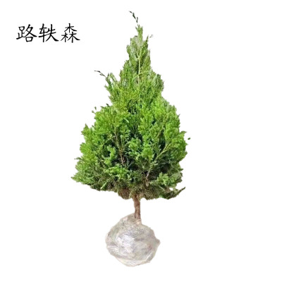 路轶森 柏松柏 地柏苗 40cm 支
