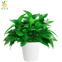 廷豪果 绿萝 30cm高 /盆