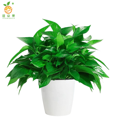 廷豪果 绿萝 30cm高 /盆