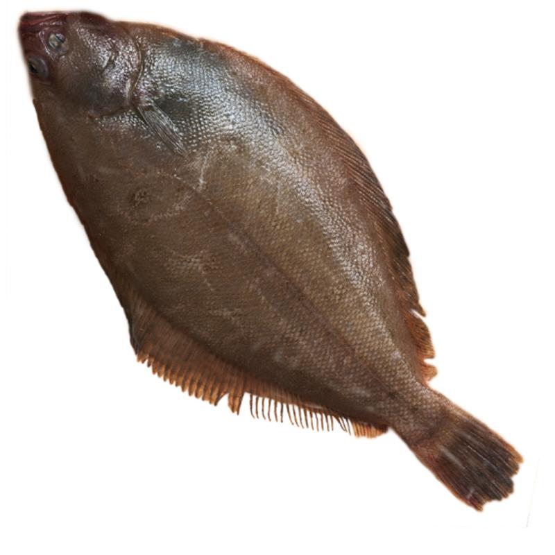 碟鱼 白鲽鱼 二去碟鱼 新鲜海鲜 鲜活水产 海鲜 鱼 新鲜大鲽鱼 三斤