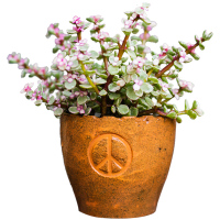 家柏饰(CORATED)红陶土粗陶大小花盆花器花园杂货阳台INS北欧复古文艺术