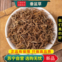 垂盆草100克干货正品狗牙草佛指甲瓜子狗牙瓣官方店煮水泡茶另售蒲公英