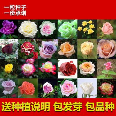 回固500粒玫瑰花种子花种子四季易种玫瑰花籽开花不断鲜花混色1000粒+肥料