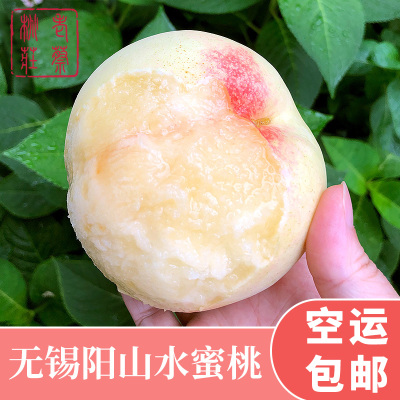 [空运发货]正宗江苏无锡水蜜桃阳山镇老蔡桃庄 单果7-8两6只装 可撕皮滴水软桃非奉化南汇水蜜桃