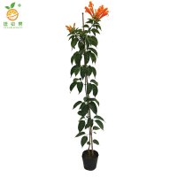 廷豪果 炮仗花 1.6-1.8m 棵