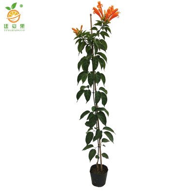 廷豪果 炮仗花 1.6-1.8m 棵