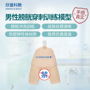 欣曼科教 男性膀胱穿刺操作训练模型 男性导尿模型XM-29M