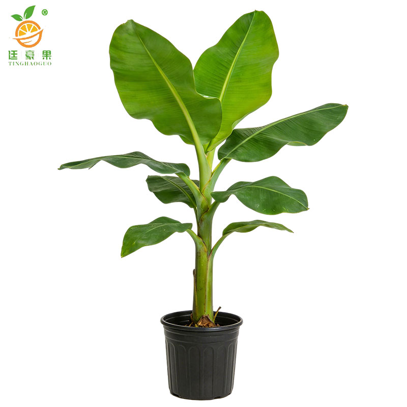 廷豪果 芭蕉盆栽 高50-60公分 /棵