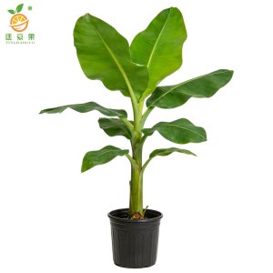 廷豪果 芭蕉盆栽 高50-60公分 /棵