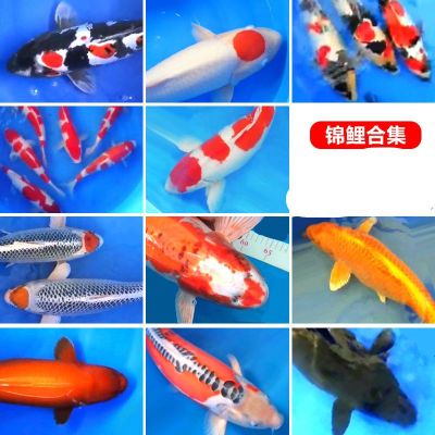 享弗锦鲤活鱼日本种小鱼苗冷水鱼好养淡水观赏龙凤红白金金鱼水族世界