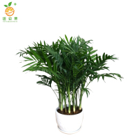 廷豪果 金山棕竹 1.8-2米高 /棵