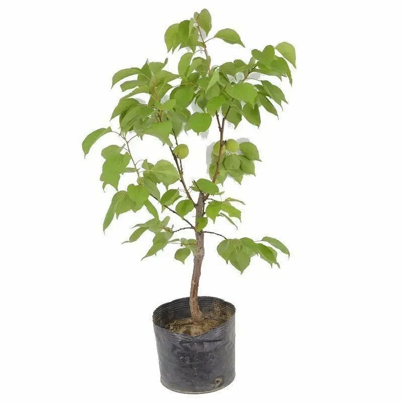 诚智旺 大白杏树苗 Ф20mm/束