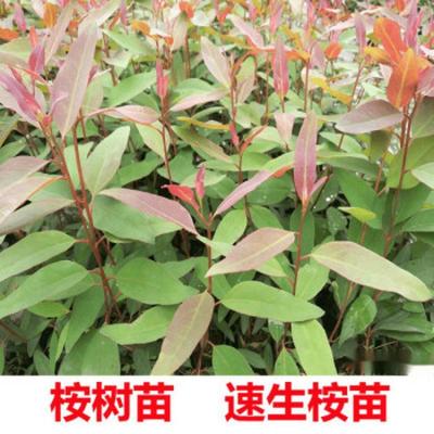 桉树苗广29 桉树苗20-30厘米高 单位/棵(50棵起送)